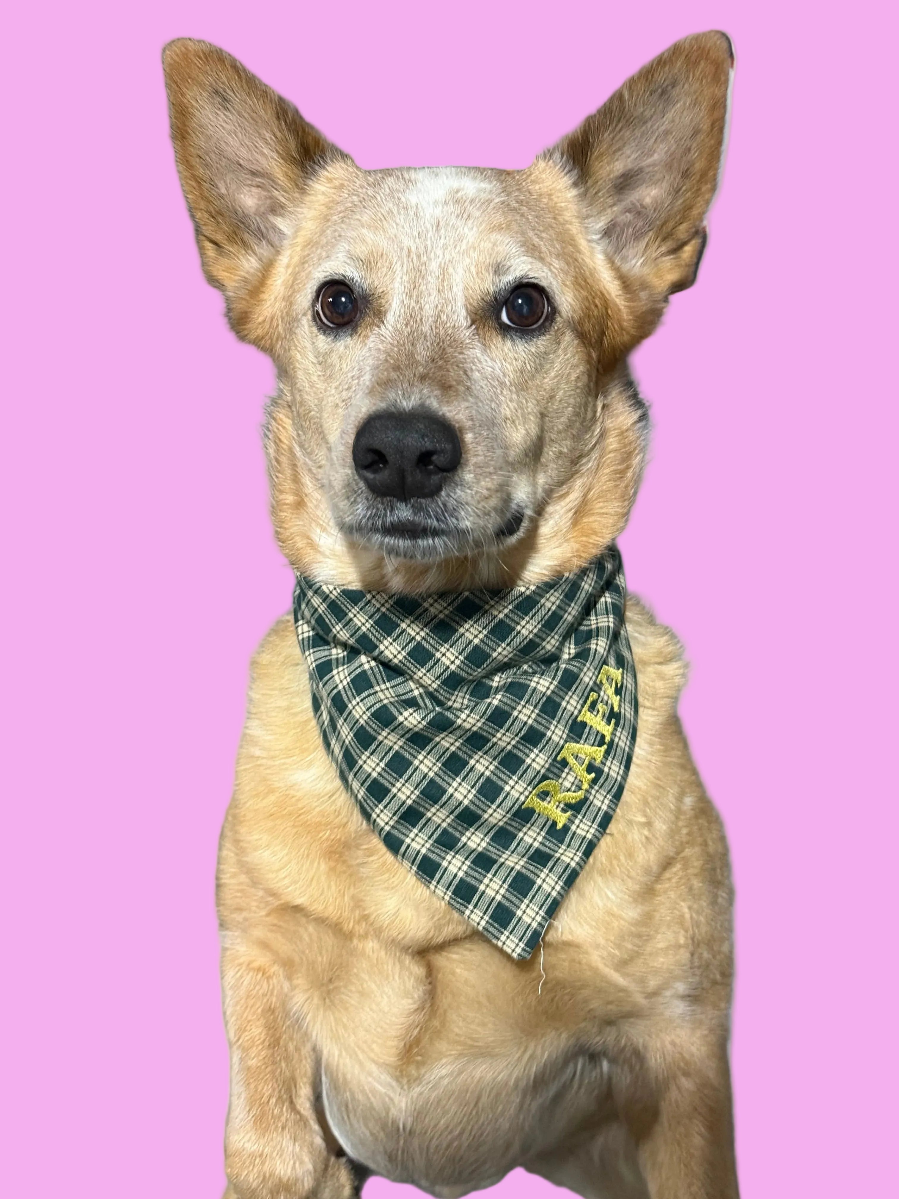 Dog Scrunchie Bandana