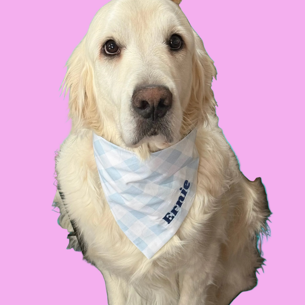 White dog wearing a bandana with 'Ernie' on it, sitting indoors.