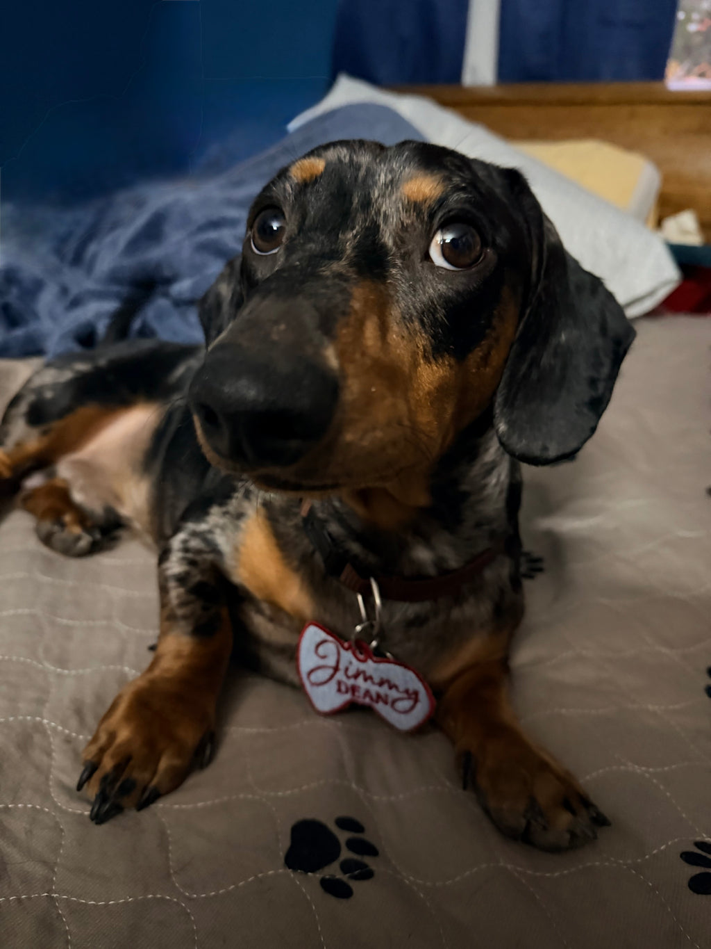 Embroidered Pet Name Tag